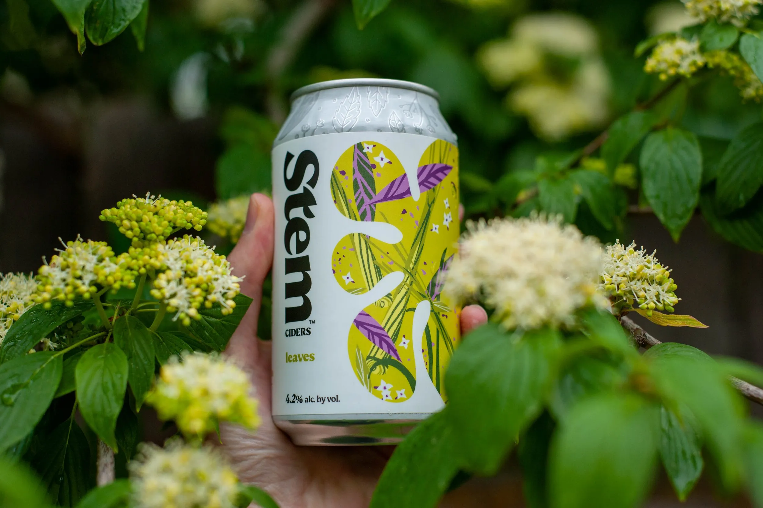 Hand holding a Stem Ciders Leaves can among white blossoms and green leaves
