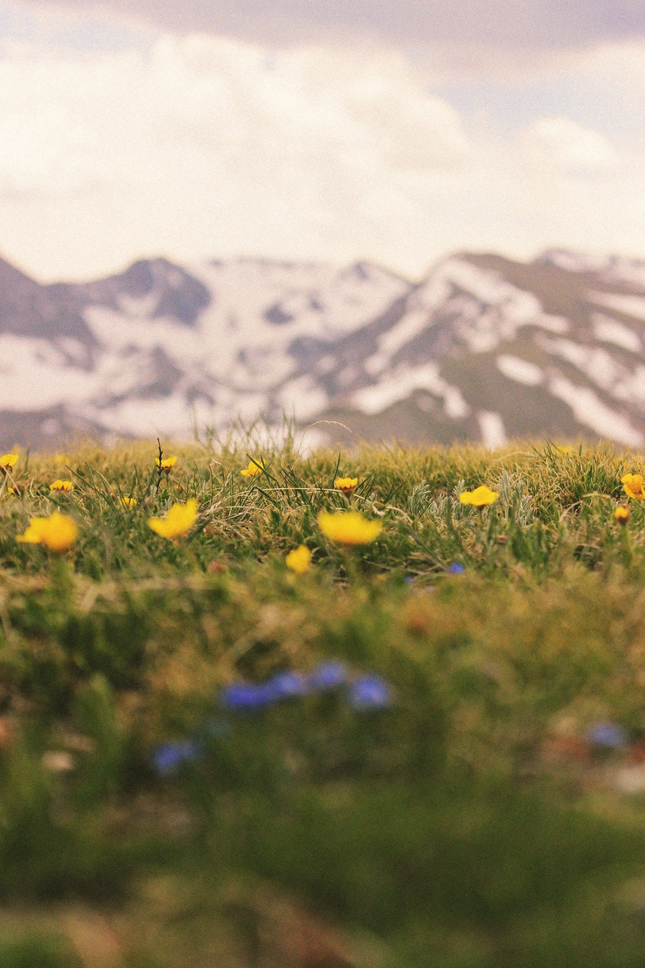 Wildflower meadow with snow-capped mountains in the distance